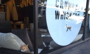 Los Angeles' First Cat Cafe Is Cat-Lover Heaven