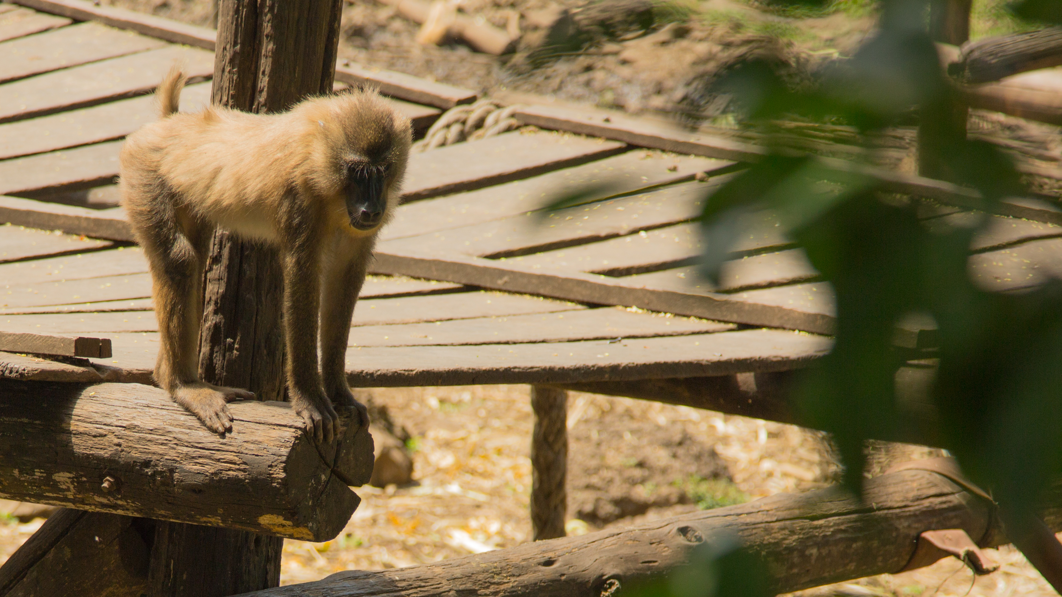 A file photo of a drill, a type of monkey in Cameroon threatened by the expansion of palm oil plantations. (Courtesy of Michael Dorgan)