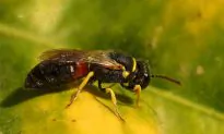 First Bee Species Declared Endangered in US: Impact on Ecosystem and Agriculture