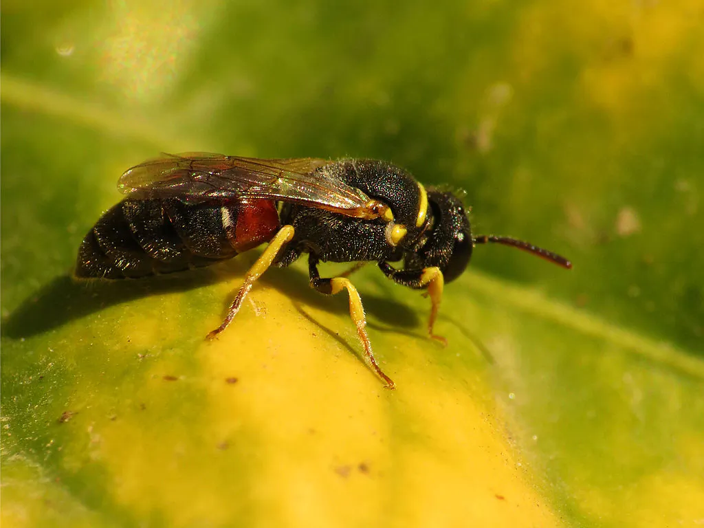 A file photo of a yellow-faced bee. Several yellow-faced bee species in Hawaii (not including the one pictured above) have been declared endangered. (Katja Schulz/CC BY)