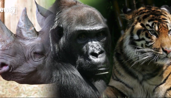 Dozens of Animal Species Are Being Given Protection (Video)