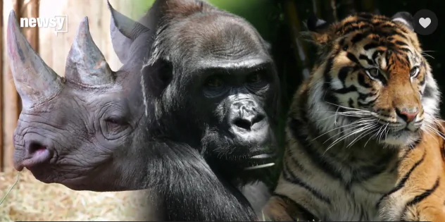 Dozens of Animal Species Are Being Given Protection (Video)