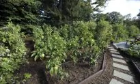 Michelle Obama’s White House Garden to Become Permanent Legacy