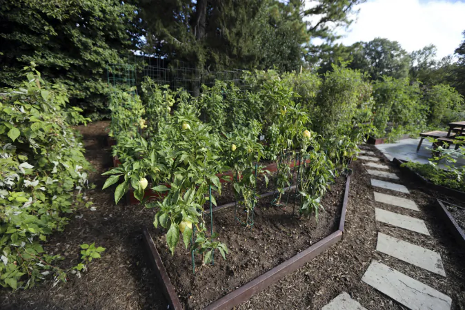 A walkway lined with pavers and layered with mulch is featured in one of the new improvement to the White House Kitchen Garden at the White House in Washington, Wednesday, Oct. 5, 2016. Michelle Obama is going all-out to ensure the White House kitchen garden that she created in 2009 doesn't get plowed under by the next first family. A month out from Election Day, the first lady’s office unveiled an expanded and improved garden, with the hope that it will endure regardless of who takes office come January. (AP Photo/Manuel Balce Ceneta)


