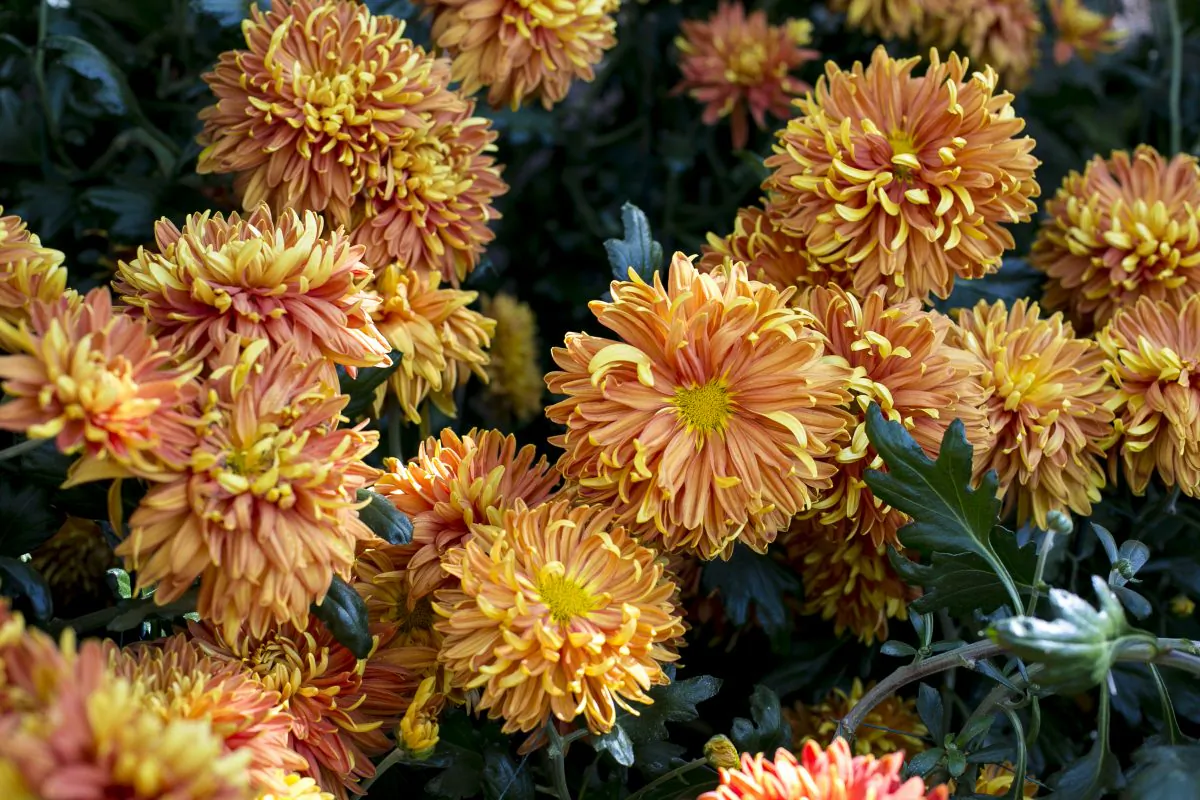Chrysanthemums at the Kiku: The Art of the Japanese Garden exhibit at the New York Botanical Garden in the Bronx, New York, on Oct. 6, 2016. (Samira Bouaou/Epoch Times)