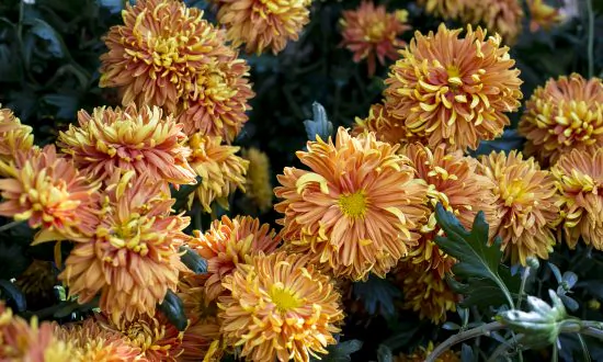 Fall Blooms: NYBG’s Kiku Exhibition Breathes New Life Into Centuries-Old Art