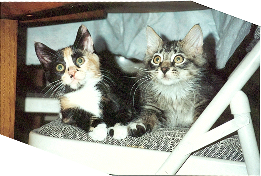 Celebrating Outdoor Cats