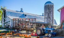 Photo Gallery: Columbus Day at Soons Orchards with Pumpkins and Pies
