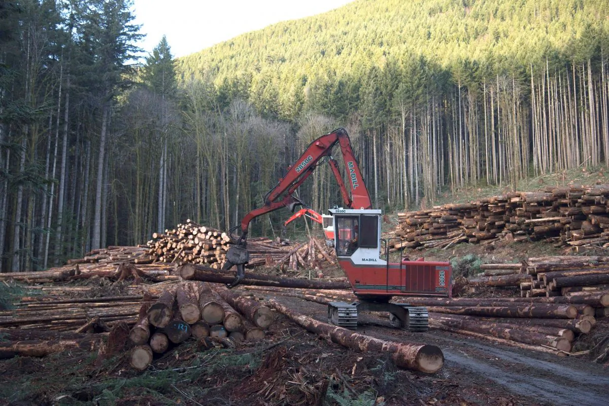 A section of forest is harvested by loggers near Youbou, B.C. , on Jan. 14, 2015. (The Canadian Press/Jonathan Hayward)