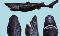 A Bizarre Newly Discovered Shark Has Been Dubbed ‘Ninja Lanternshark’ (Video)