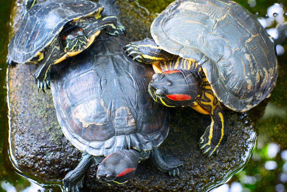 Hurricane Nicole Pushes Sea Turtles Back to Florida Beaches