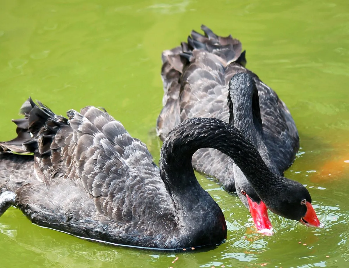 Black Swans in Taiwan.  (Jiayi Wang/Epoch Times)