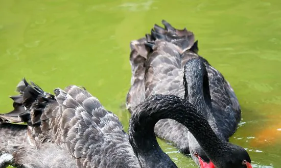 Black Swan or Red Dragon