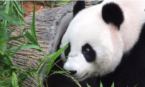 World’s Oldest Panda in Captivity, 38-Year-Old Jia Jia, Dies (Video)