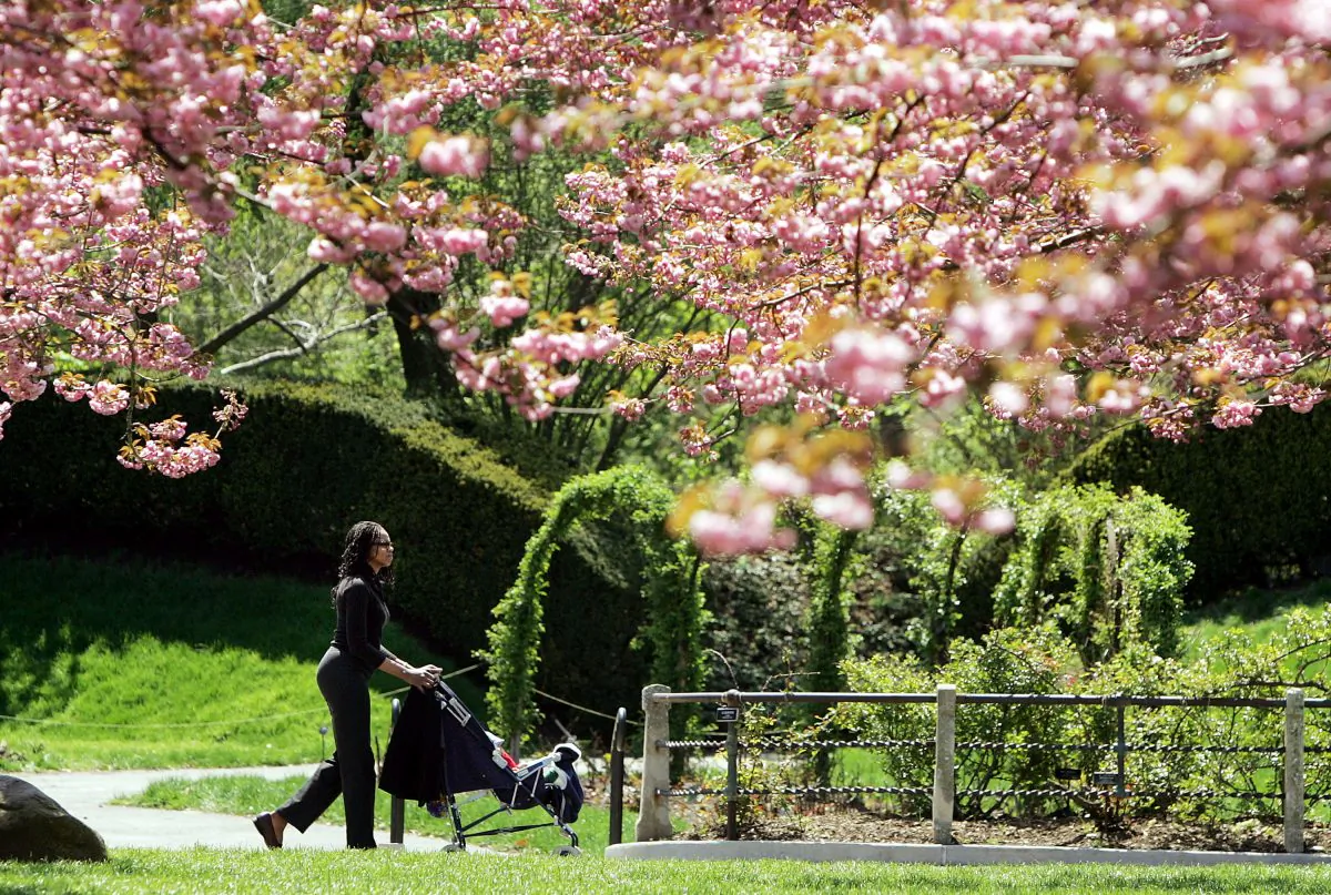 NEW YORK - APRIL 27: A visitor walks beneath cherry trees during a press preview for Brooklyn Botanic Garden's Annual Sakura Matsuri Cherry Blossom Festival April 27, 2004 in New York City.  (Mario Tama/Getty Images)