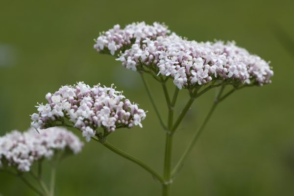 Valerian for Insomnia, Anxiety, Pain, Drug Withdrawal, and ADHD