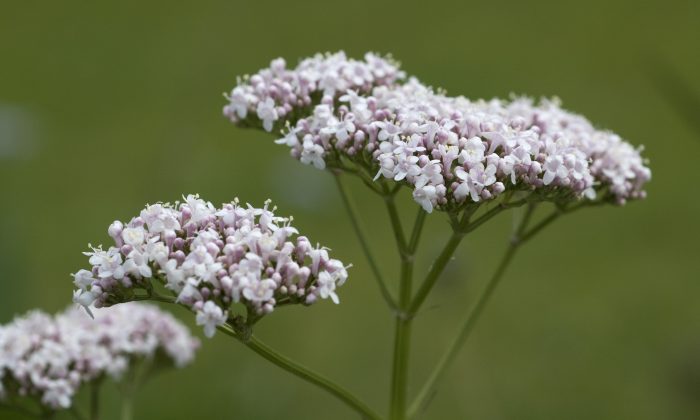 Valerian for Insomnia, Anxiety, Pain, Drug Withdrawal, and ADHD