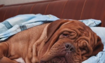 Harvard Expert Says Dogs Likely Dream About Their Owner When Sleeping (Video)