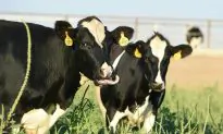 California Has a Cow Over Flatulence