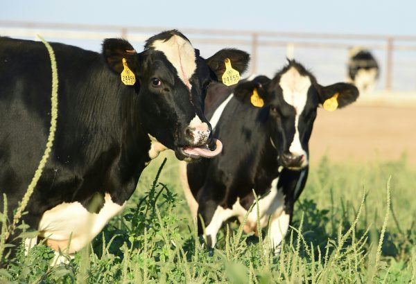 Cows graze on a dairy farm in Porterville in California's Central Valley on Aug. 24, 2016. (Robyn Beck/AFP/Getty Images)