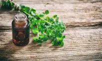Why You Need Oil of Oregano for Cold and Flu Season