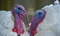 A Traditional Thanksgiving Deserves a Heritage Turkey