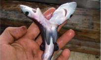 Increased Sightings of Two-Headed Sharks Baffle Scientists (Video)