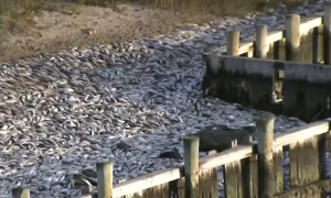 Tens of Thousands of Dead Fish Found in a Canal in the Hamptons