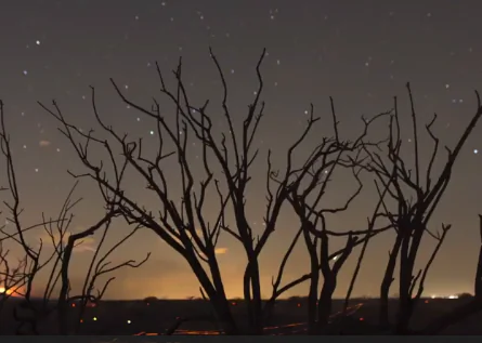 California Trees Dying at ‘Unprecedented’ Rate (Video)