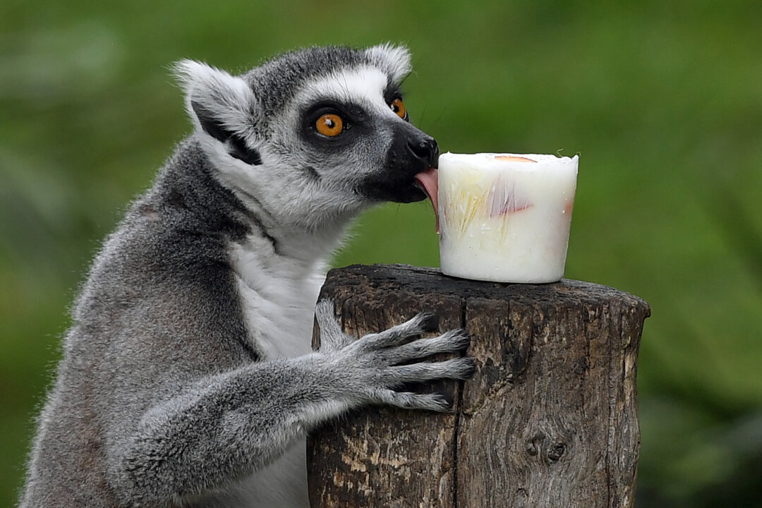 A lemur eats frozen yogurt and fruits at the Bioparco, a zoo in Rome, to cool off (TizIana Fabi/AFP/Getty Images)
