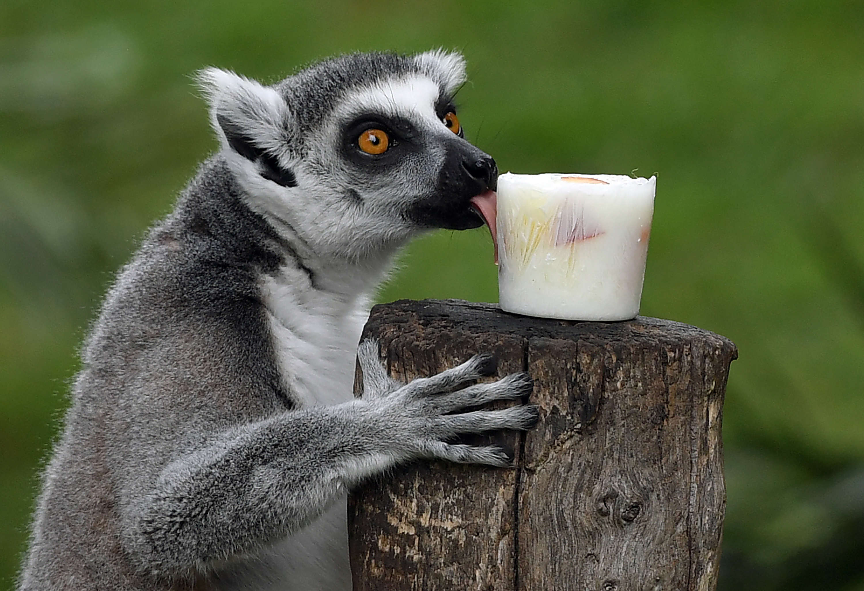 This Could Explain How Yogurt Protects Against Type 2 Diabetes - Vimarsana News