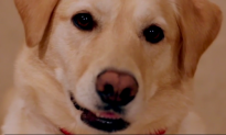 Your Dog Remembers What You Do (Video)