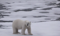 Melting Arctic Ice Could Have Major Consequences for Earth (Video)