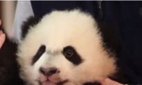 The National Zoo’s Baby Panda Is Recovering From Surgery (Video)