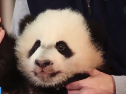 The National Zoo's Baby Panda is Recovering From Surgery (Video) | The ...