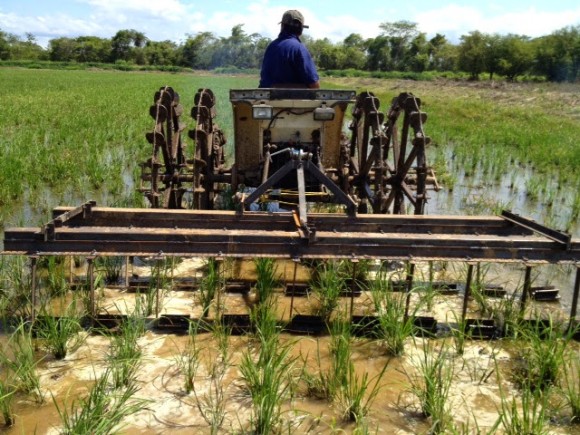 A mechanized SRI weeder in Liberia Guanacaste, Costa Rica, in July 2013 (Courtesy Didier Alberto Moreira Mendoza)