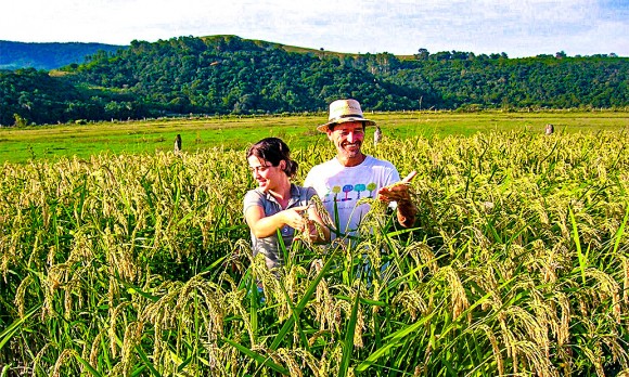A farmer in his rice field, planted using the System of Rice Intensification (SRI) method, in Rio Grande do Sul State, Brazil, in July 2008. (Courtesy of Andre Goncalves)
