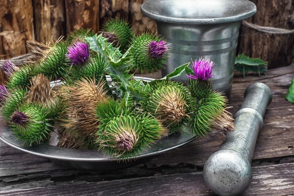 Milk Thistle Heals and Protects the Liver and Acts as Poison Antidote