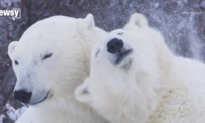 Polar Bear Population Faces Sharp Decline as Sea Ice Melts (Video)