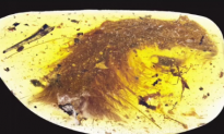 Researchers Find Feathered Tail of 99-Million-Year-Old Dinosaur Encased in Amber (Video)