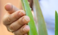 Aloe Vera Fraud: Don’t Get Scammed