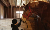Meet Big Jake – The World’s Tallest Horse (Video)