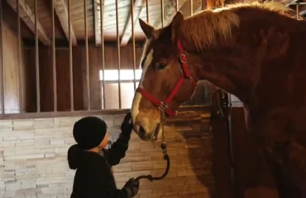 Meet Big Jake – The World’s Tallest Horse (Video)