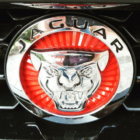 Jaguar (David Taylor)
