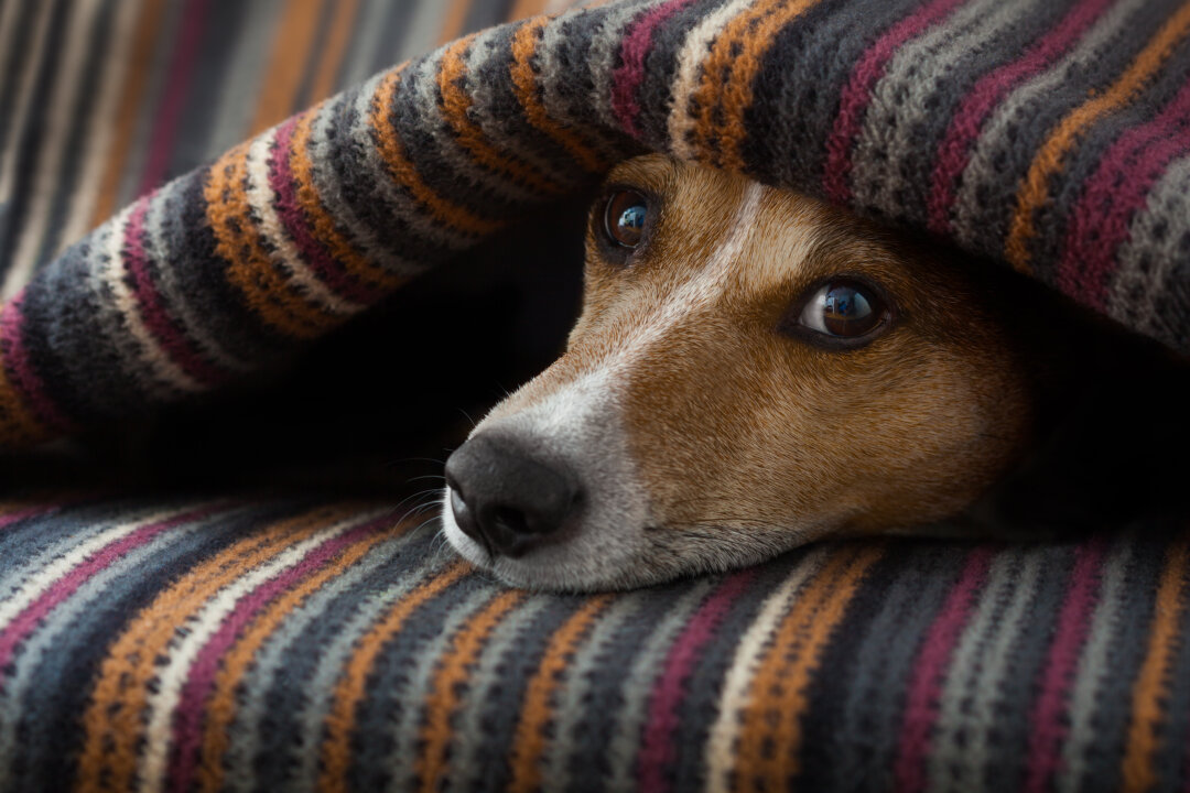 (Javier Brosch/Shutterstock)