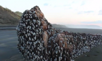 Mysterious Object Washes Ashore in New Zealand (Video)