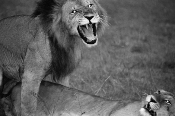 A lion roars at the camera. (Cyril Christo/Marie Wilkinson)