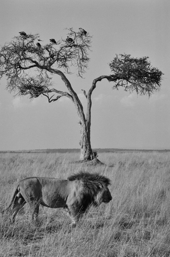 A lion walks in front of a tree. (Cyril Christo/Marie Wilkinson)