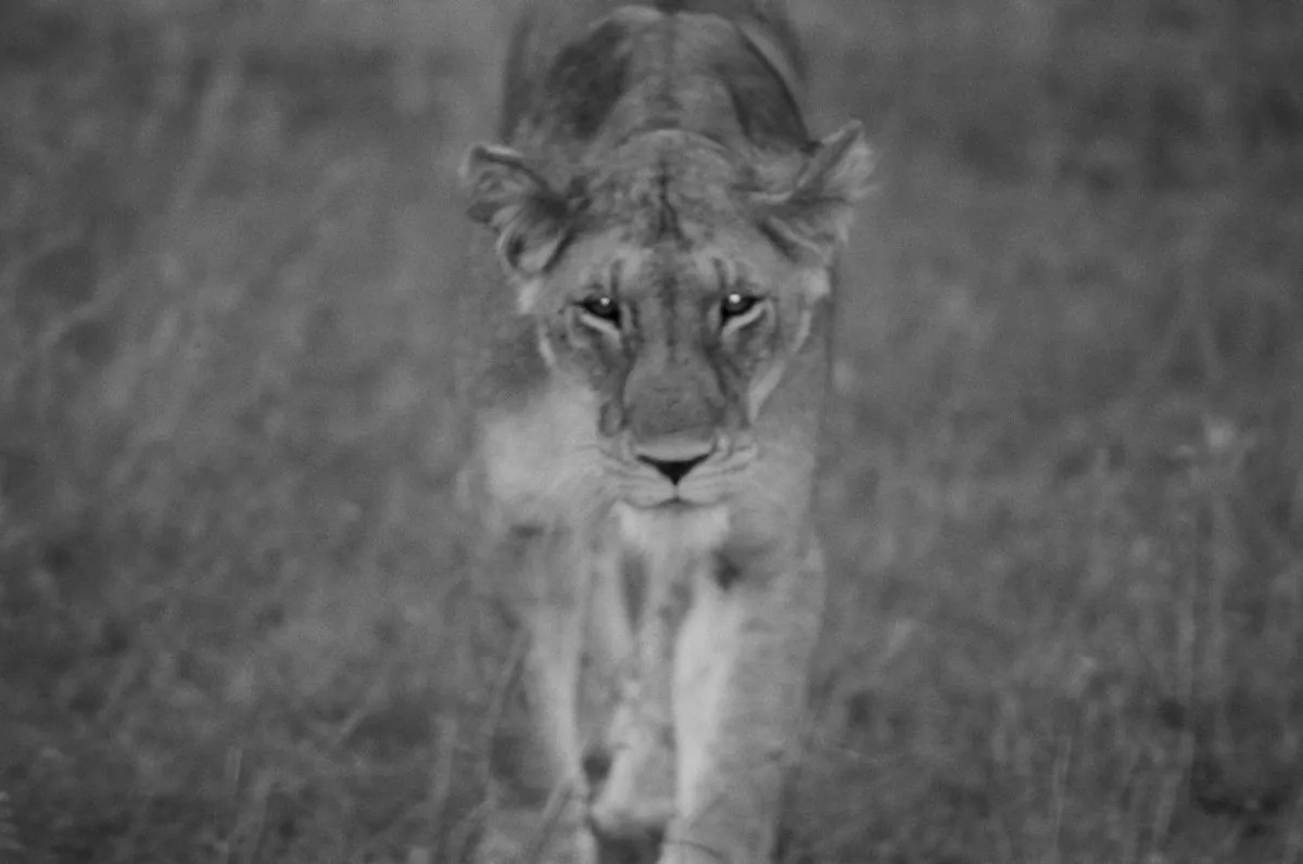A lion walks through the grass. (Cyril Christo/Marie Wilkinson)