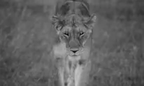 A Letter to the Lion
